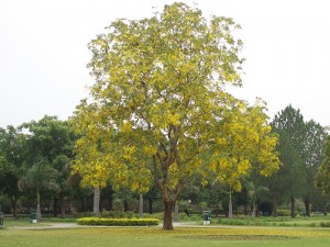 GOLDEN TREE